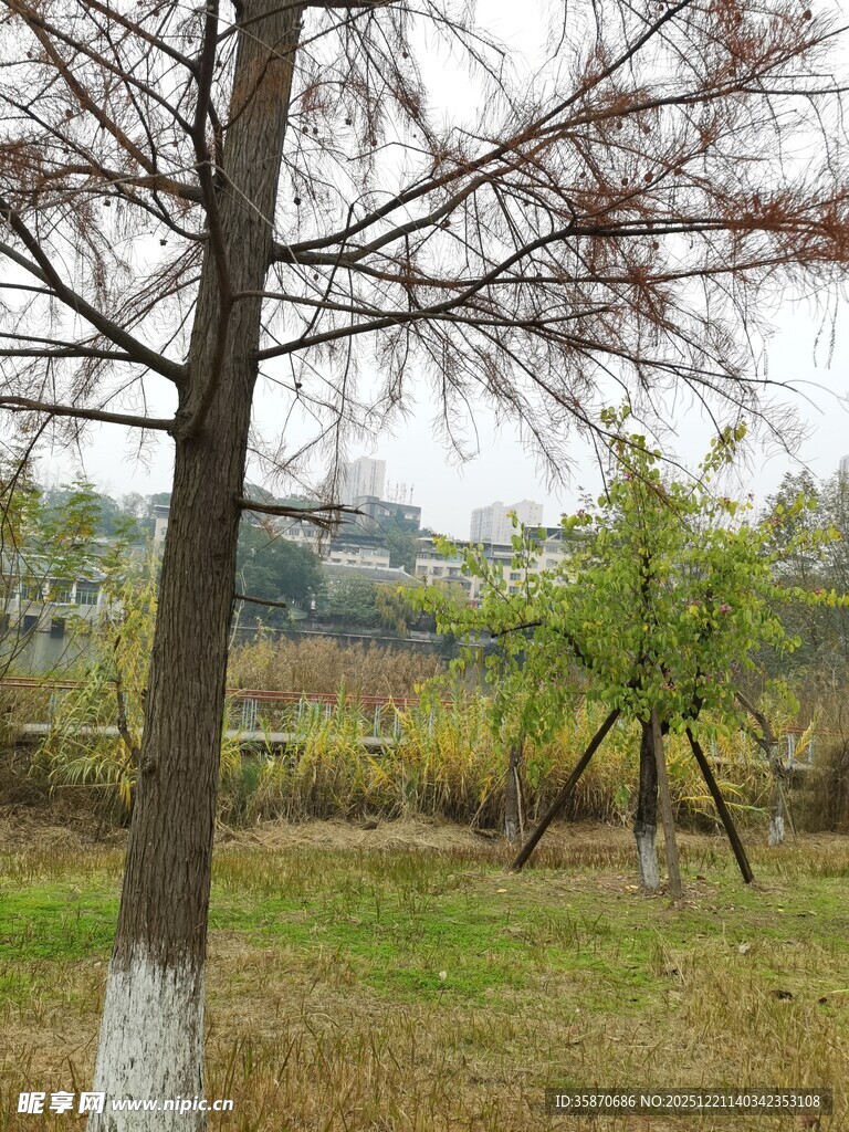 冬日枯树旁的开阔草地