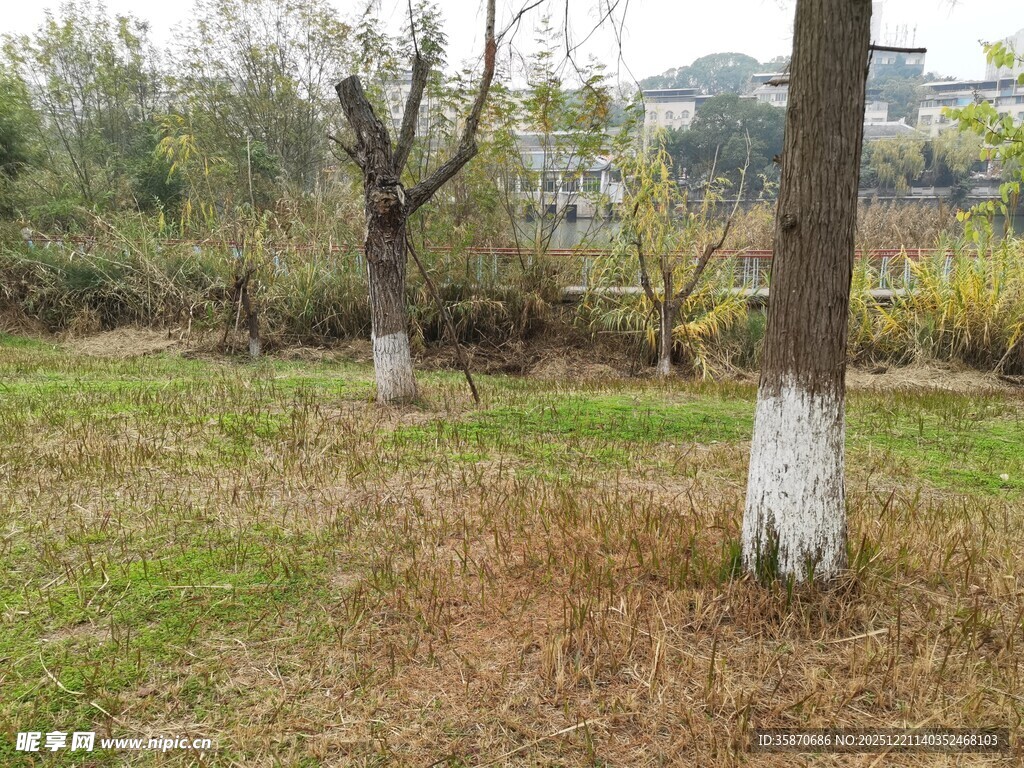 冬日草地旁的树木景象