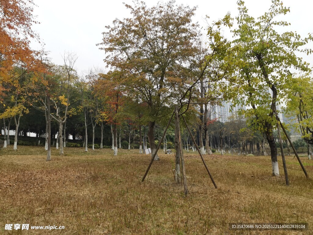 秋日公园树林景致