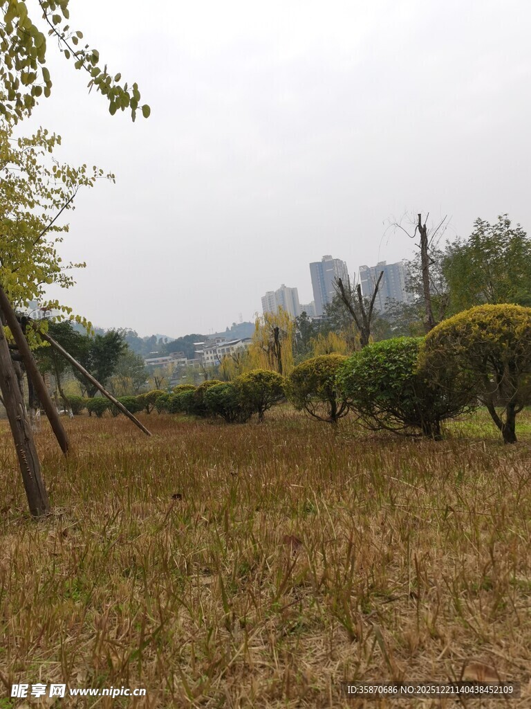 秋日郊野草地树木景观