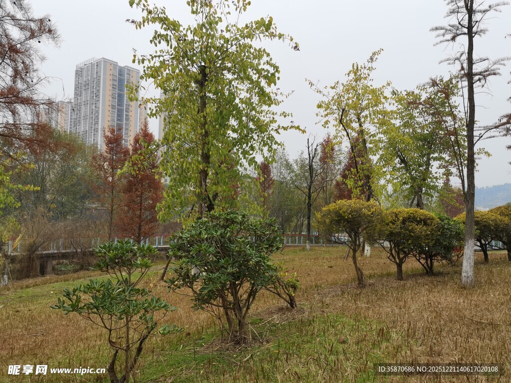 秋日公园多彩树木景观