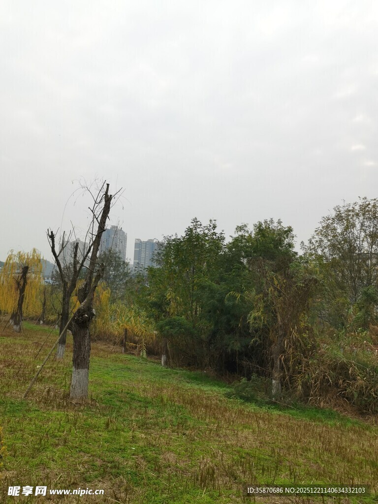 秋日郊野树木草地景致