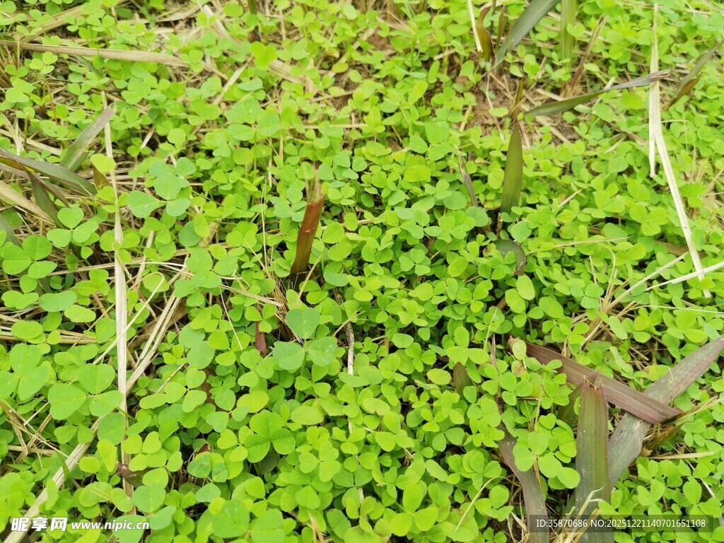 嫩绿繁茂的地面植物景观