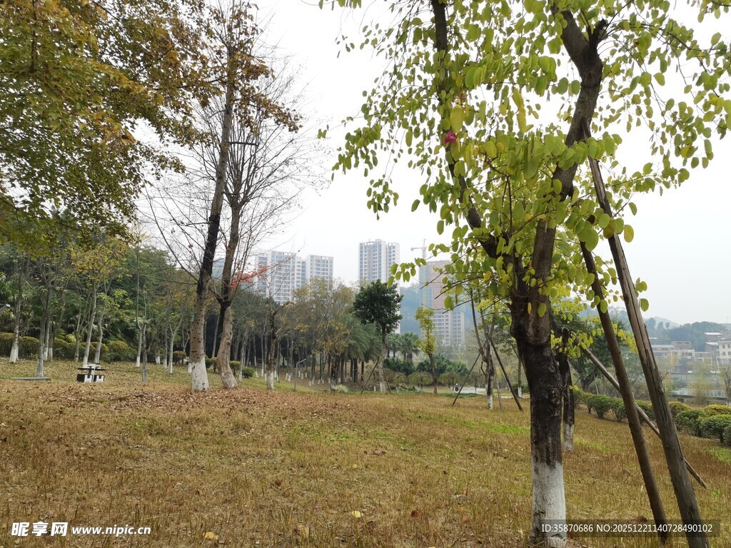 秋日公园树林景致