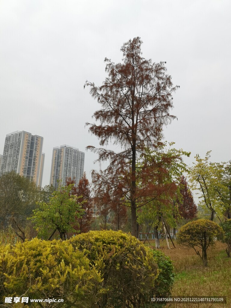 城市公园中的树木与建筑