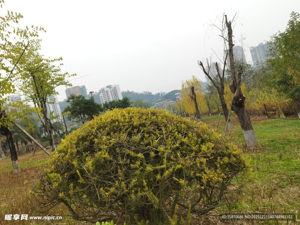 秋日园林中的葱郁灌木