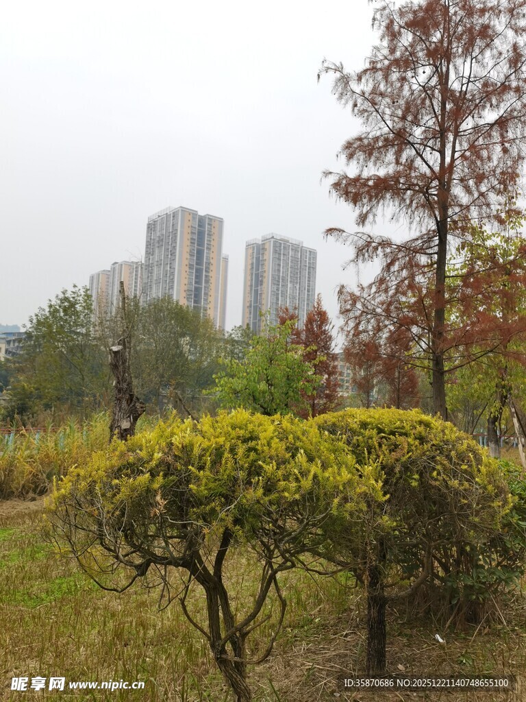 城市公园中的绿植与高楼