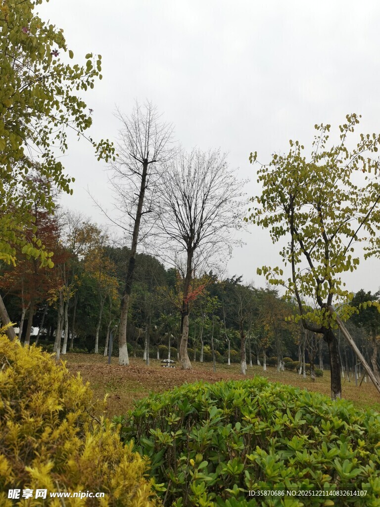 秋日公园绿植与树木景观