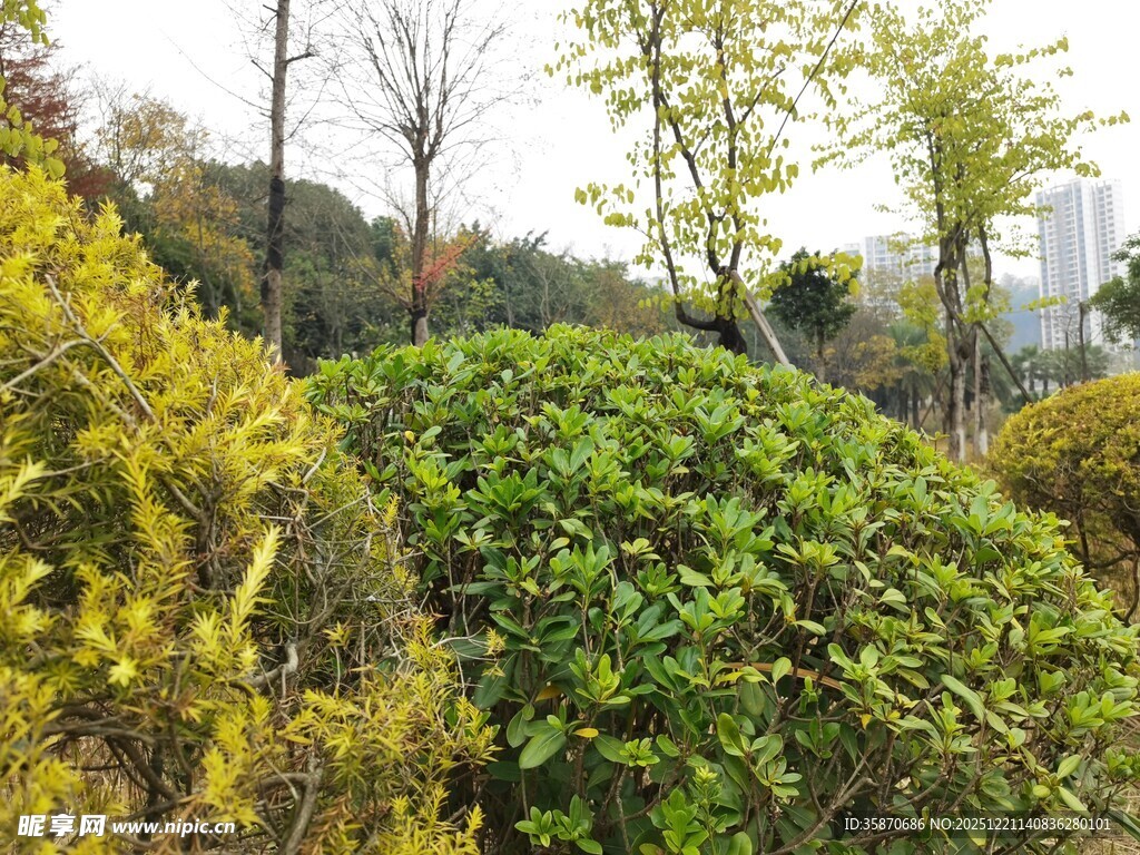 秋日繁茂绿植景观