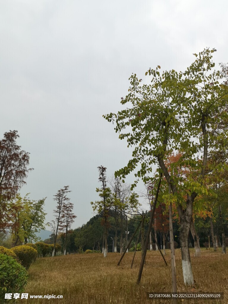 秋日郊野树木景致