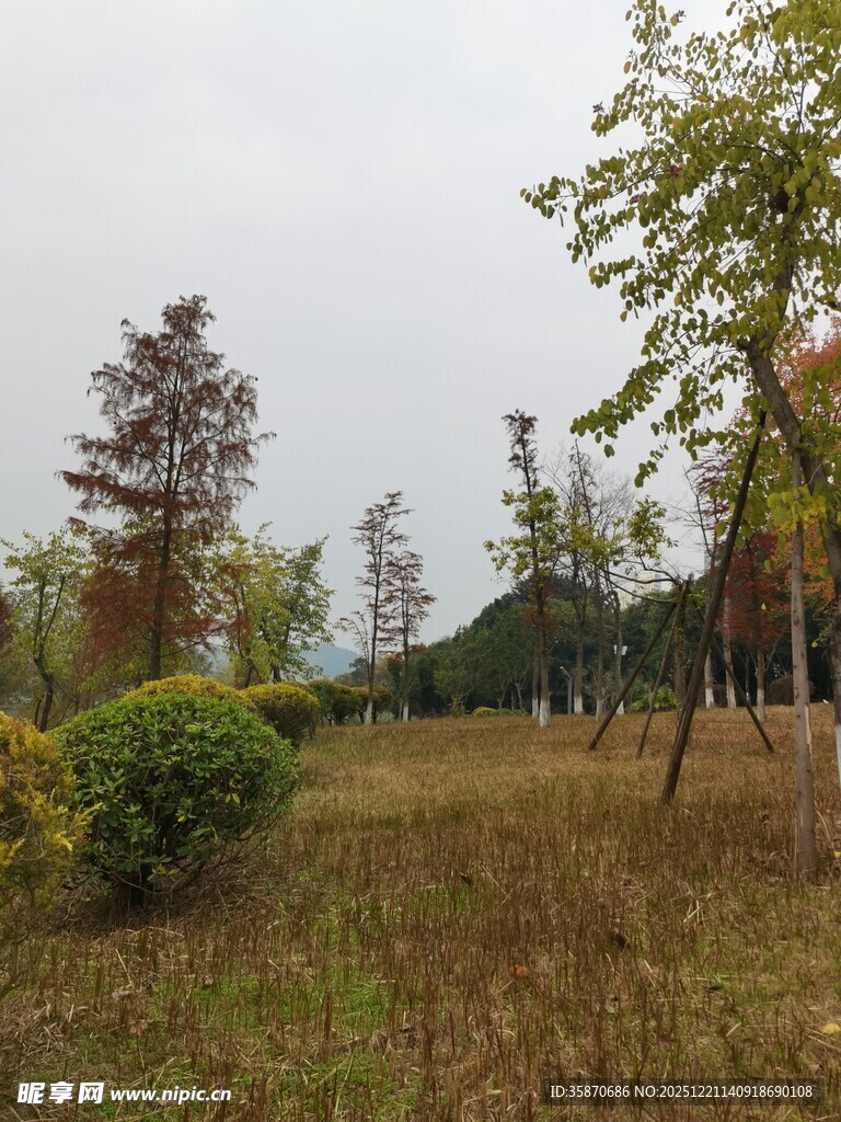 户外草地树木风景图