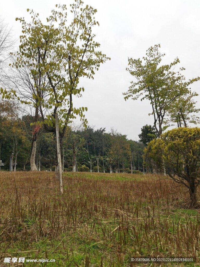 田野中的树木景观