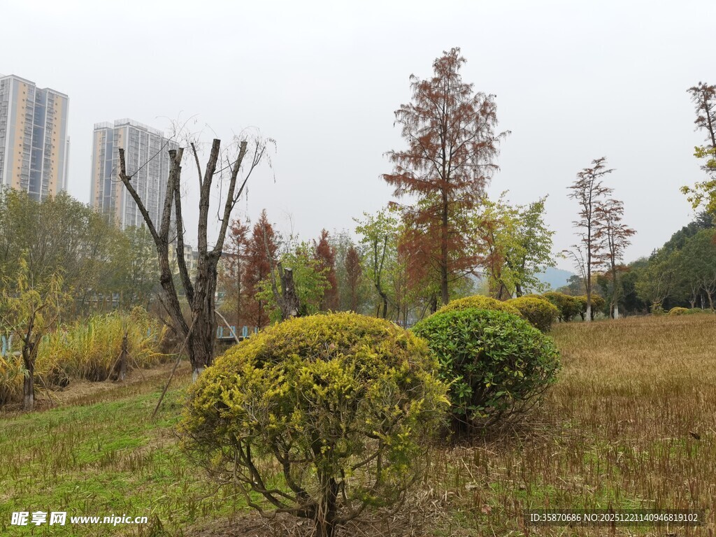 城市公园中的绿植景观