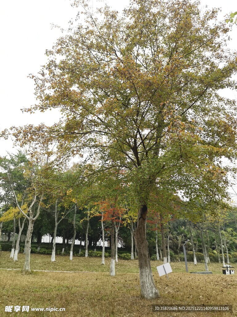 秋日公园中的多彩树木