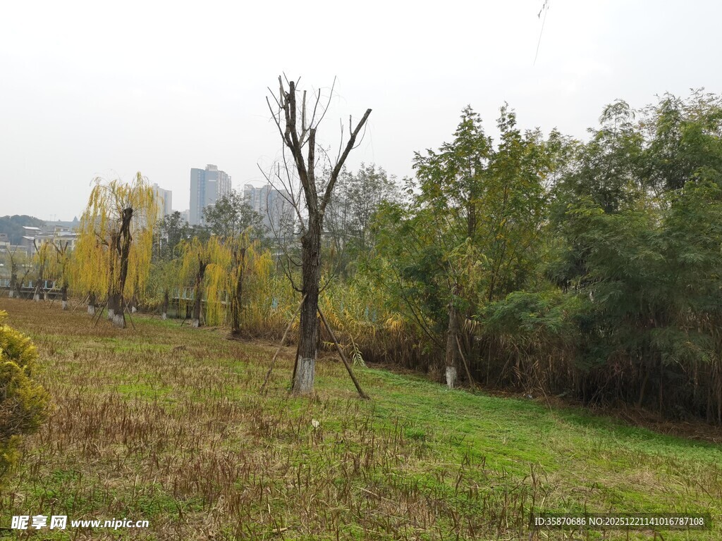 秋日郊野树林风景