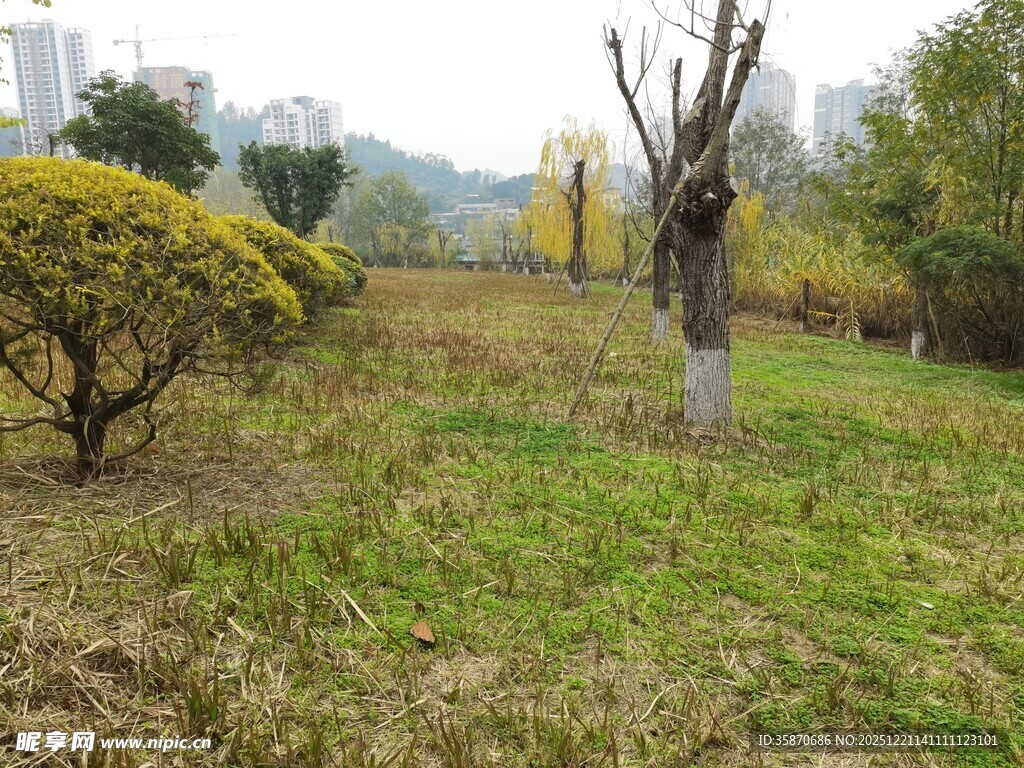 秋日公园草地树木景致