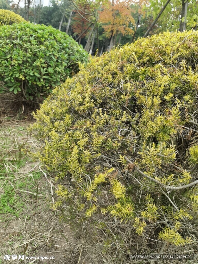 园林中的翠绿灌木景观