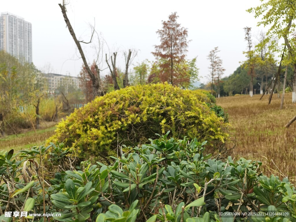 城市中的绿意盎然植物景观
