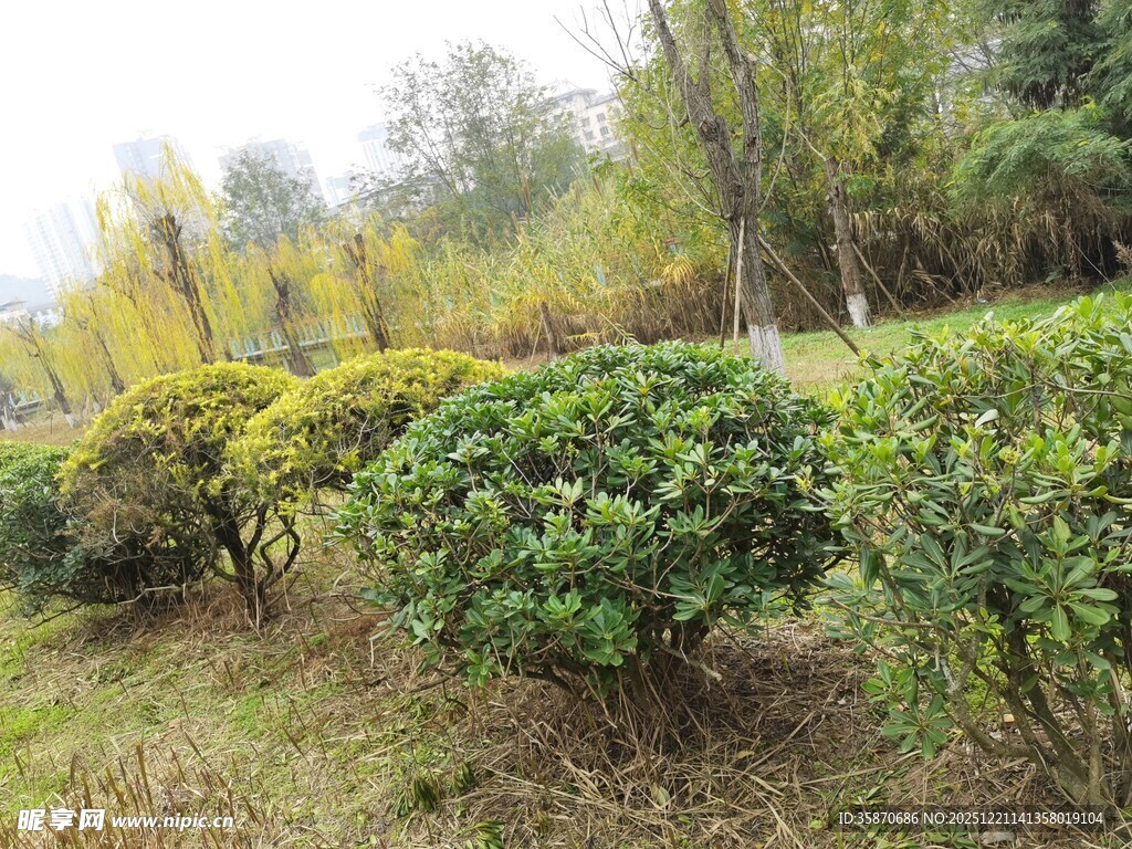 春日野外的繁茂灌木丛