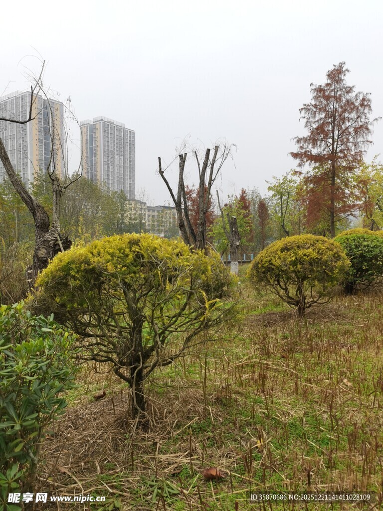 城市园林景观中的绿植造型