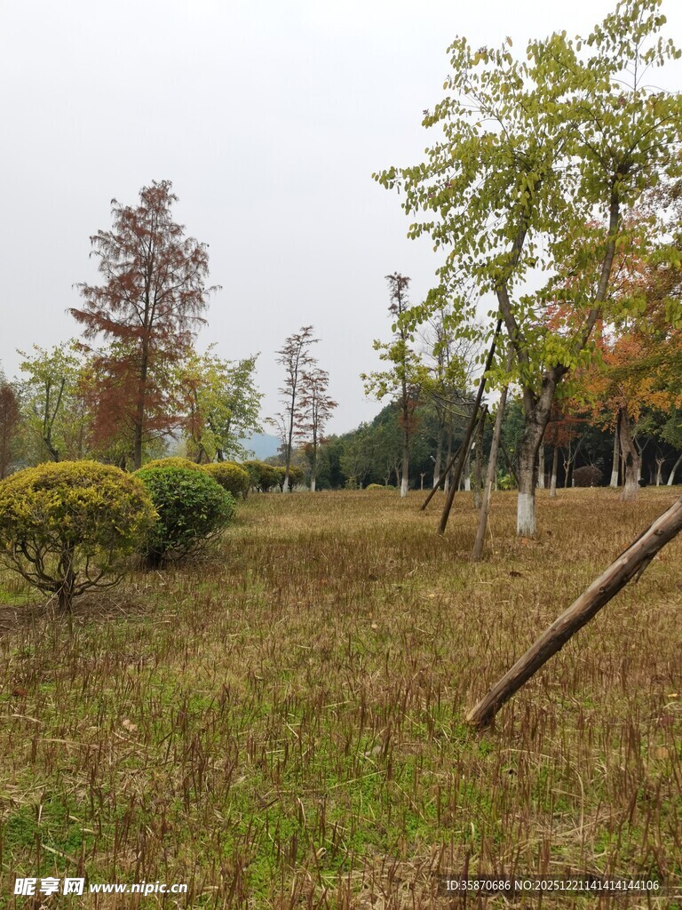 秋日郊野草地树木景致