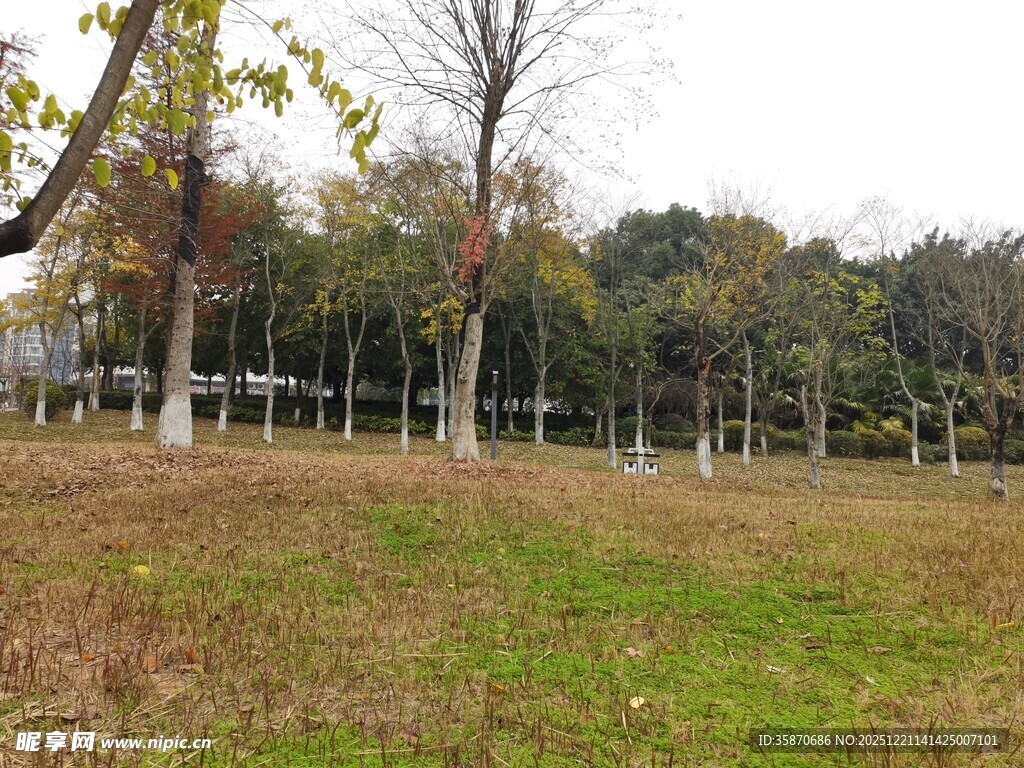 秋日公园草地树木景致