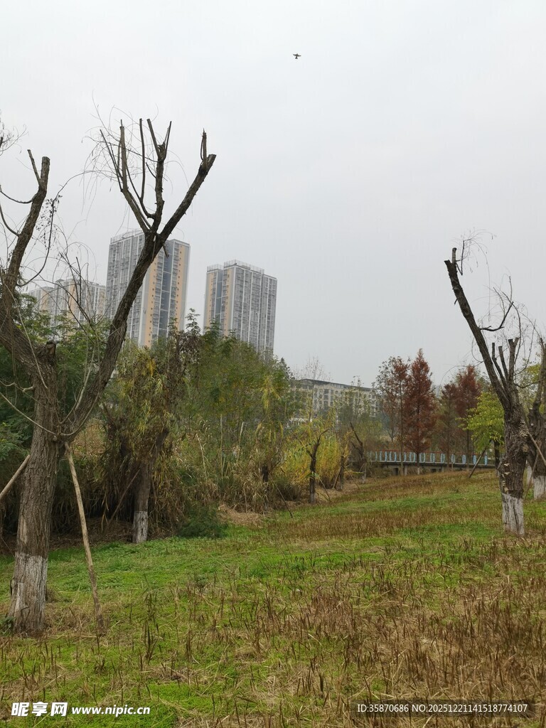 冬日枯树与远处高楼景观