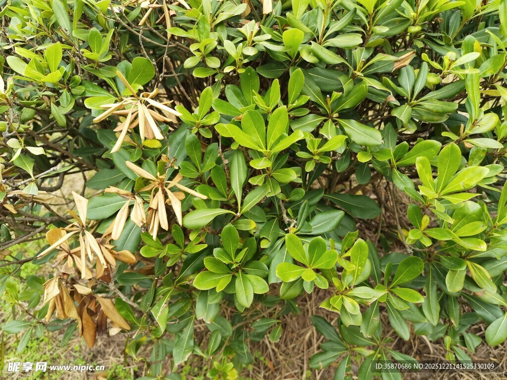 绿叶丛中带枯黄叶片