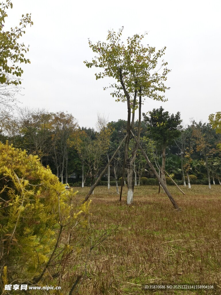 秋日郊野树林风景