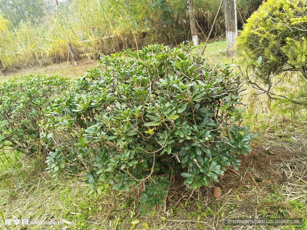 户外茂盛灌木丛景观