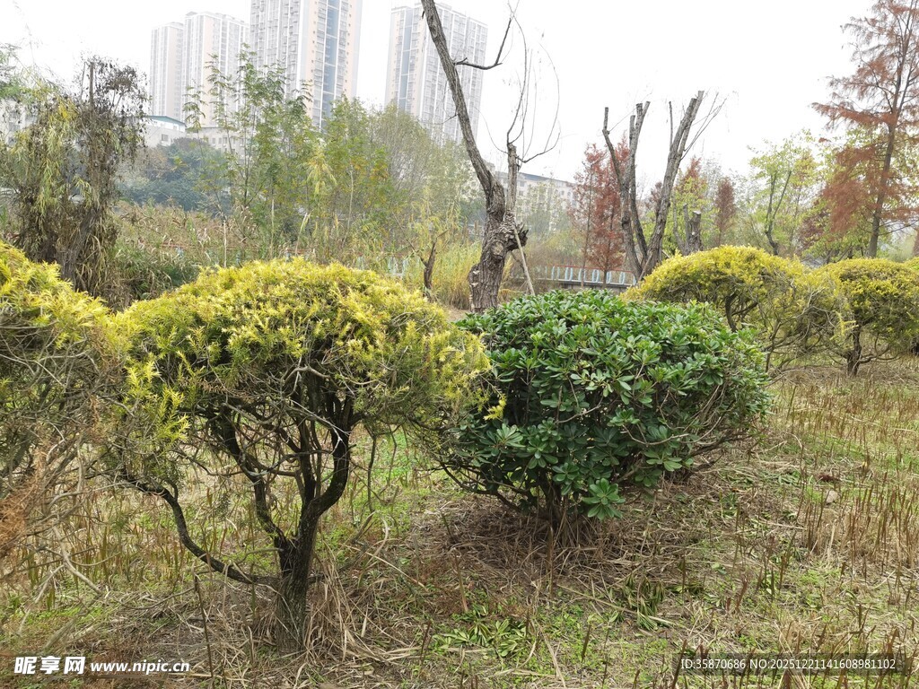 园林景观中的绿植灌木