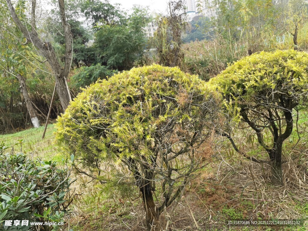 造型别致的园林灌木景观