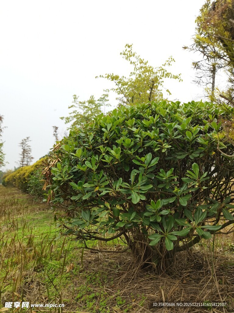 绿意盎然的户外灌木丛