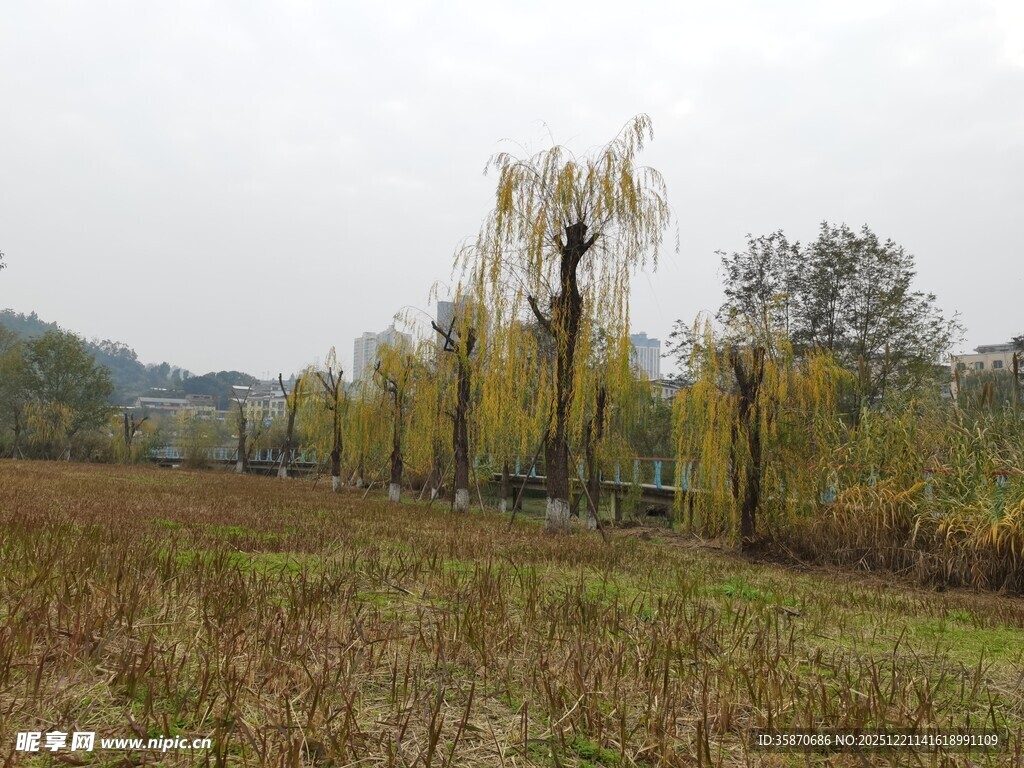 秋日田野边的垂柳树景