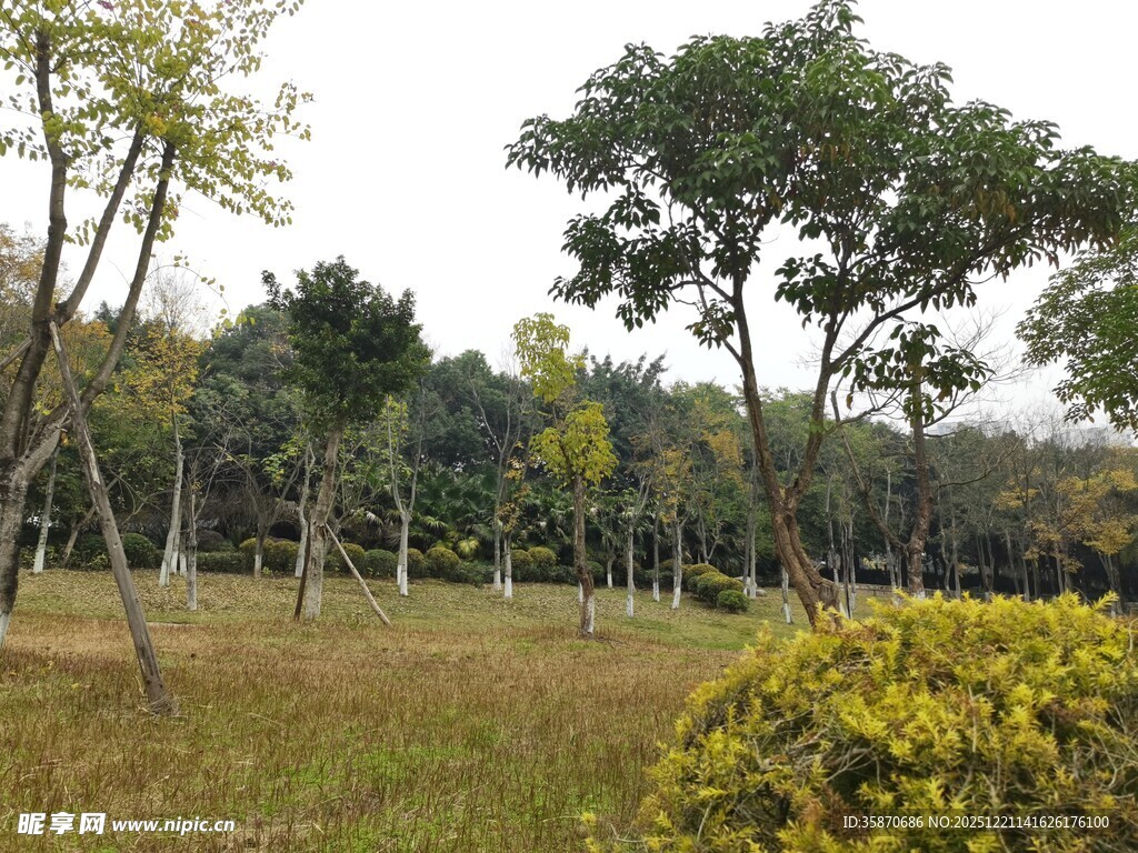 户外公园绿意盎然景致