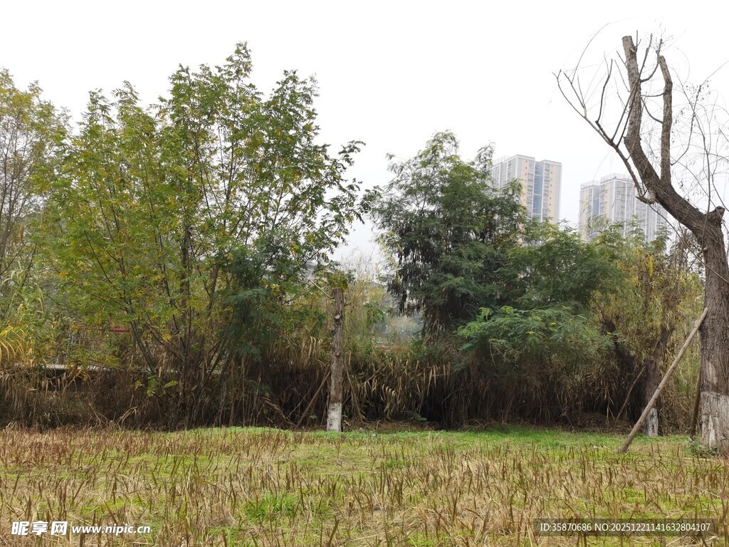 秋日郊野树林风景