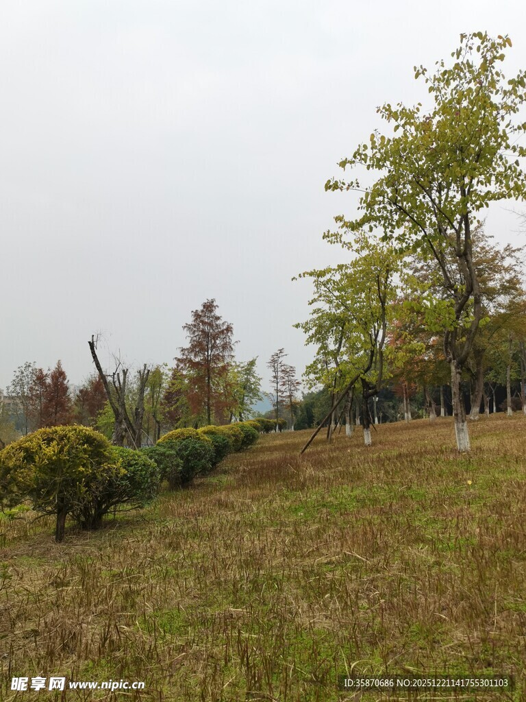 秋日郊野草地树木景致