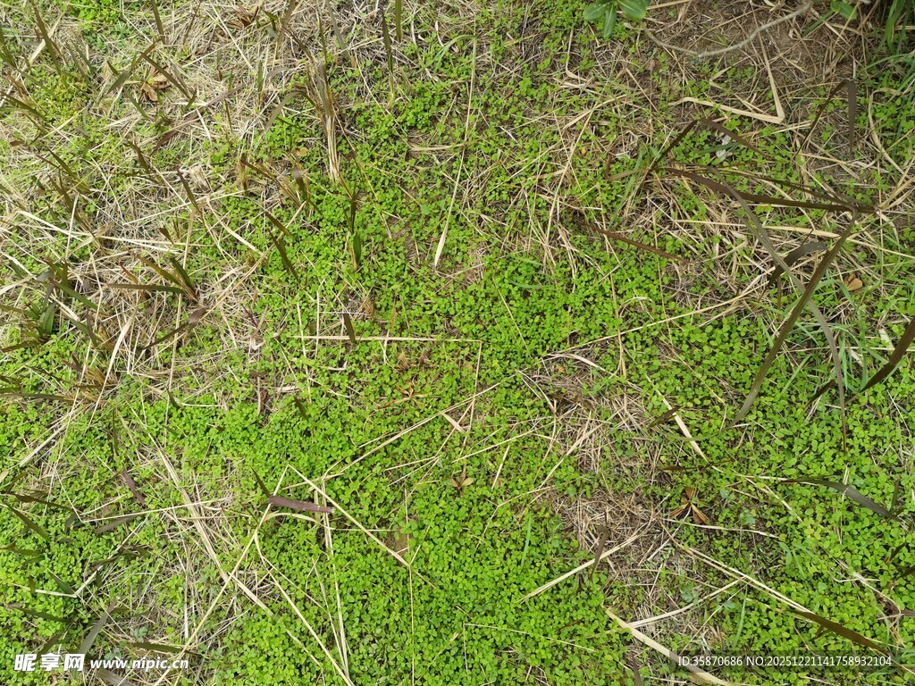 地面嫩绿草丛特写