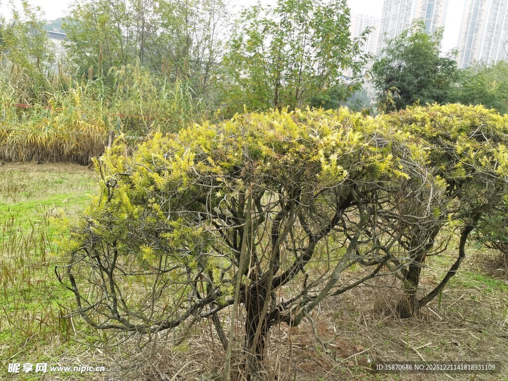 园林中的黄冠灌木景观