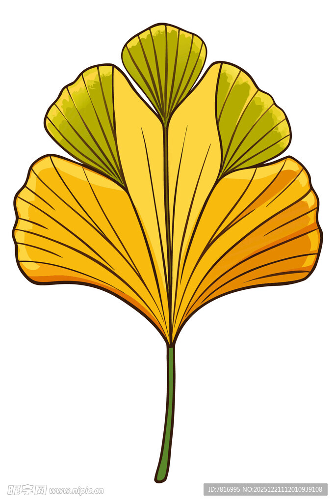 金黄银杏叶插画