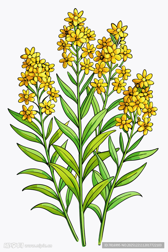 黄色小花植物插画