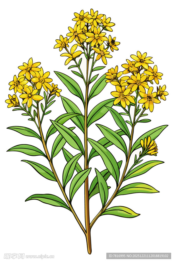 黄色花卉植物插画