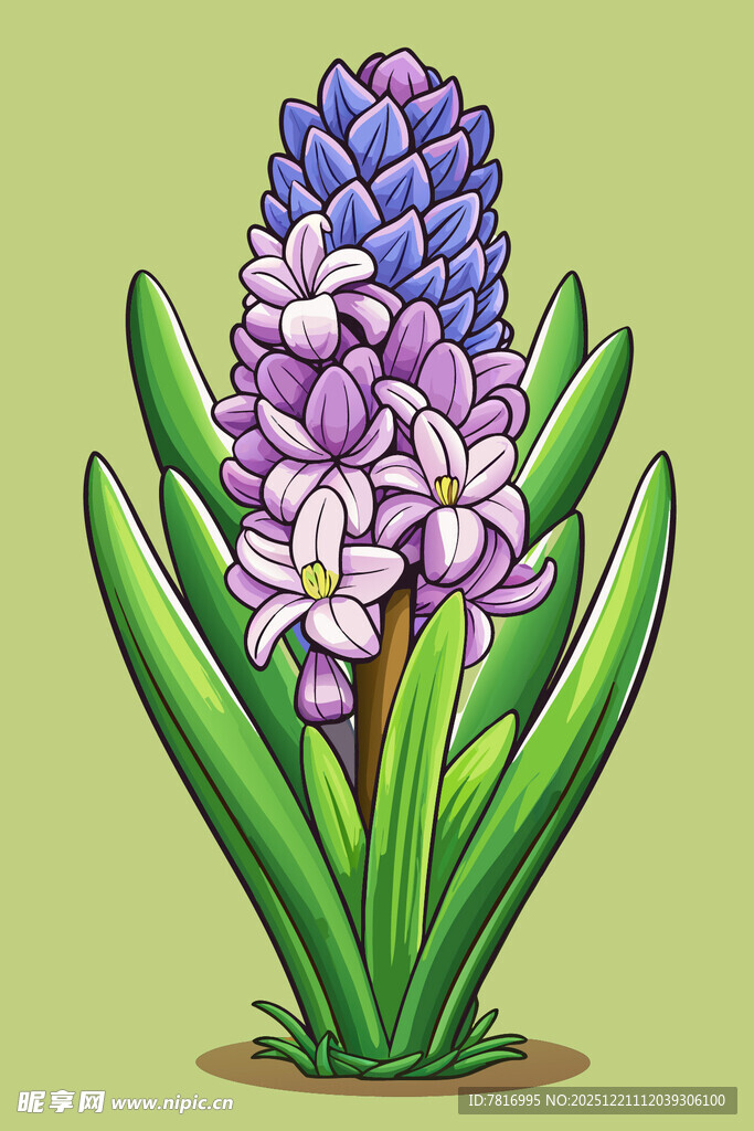 紫色风信子插画植物图