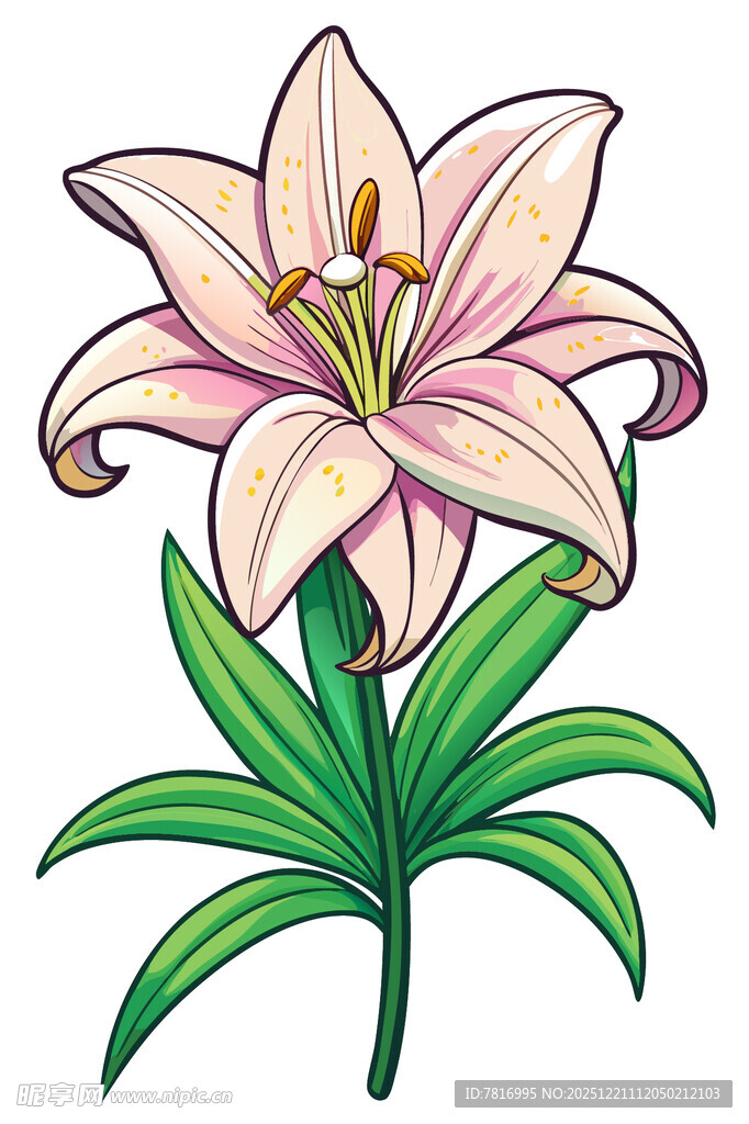 美丽百合花插画