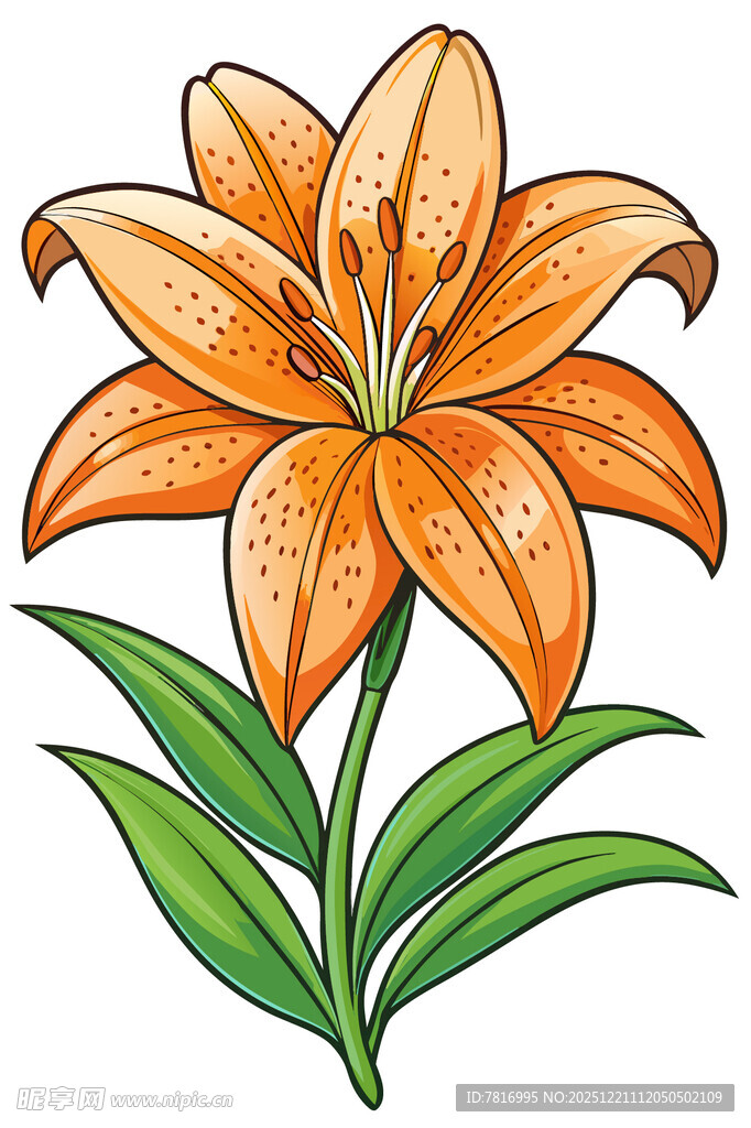 橙色百合花插画