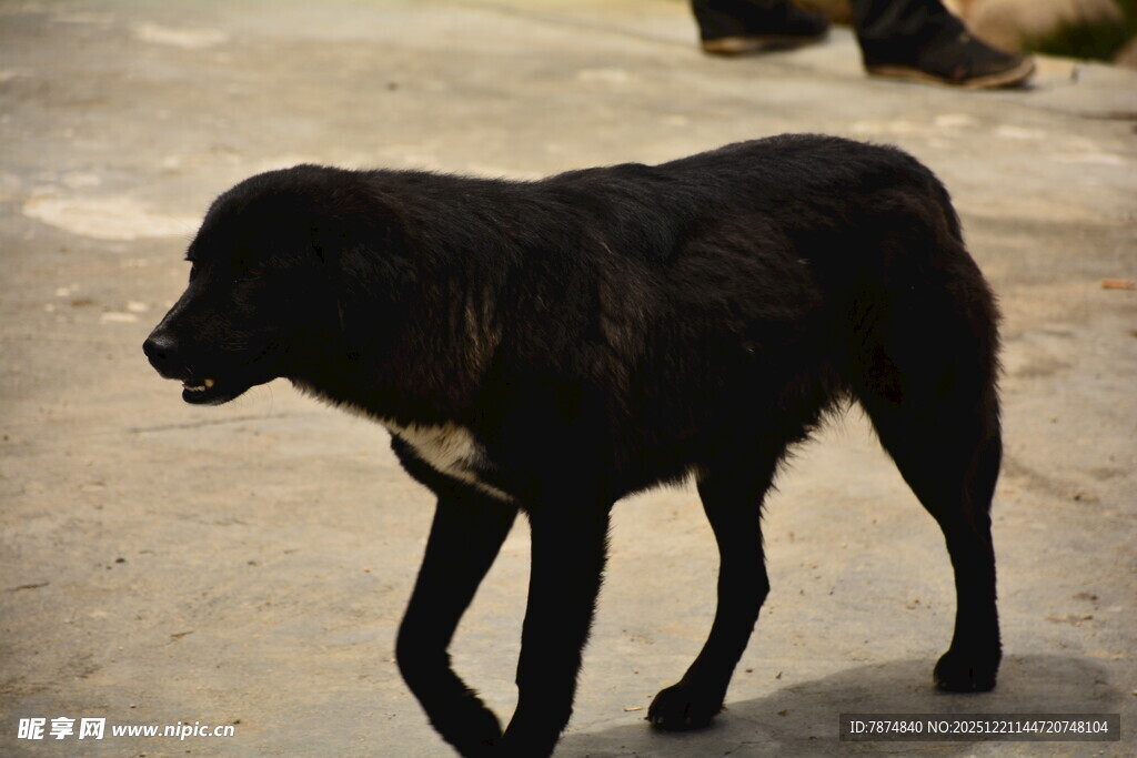 行走的黑色大狗