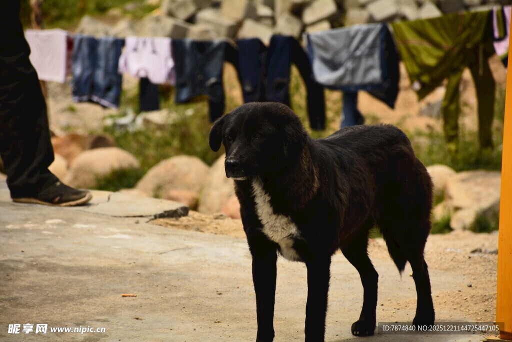 户外黑狗站立于晾衣场景