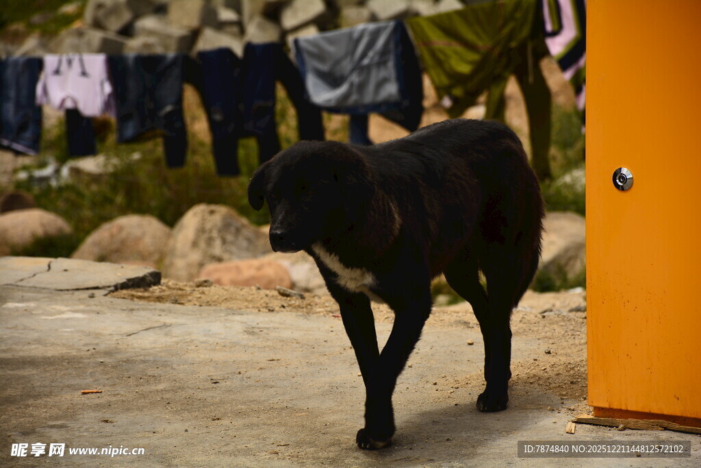 户外行走的黑狗