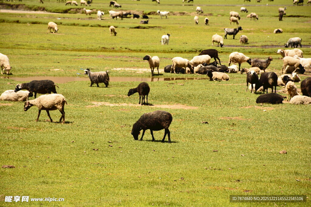 草原上的牛羊群