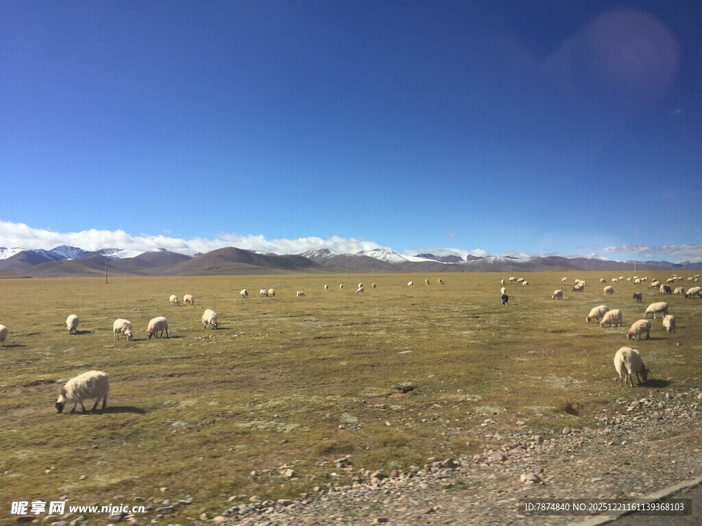 草原羊群蓝天美景